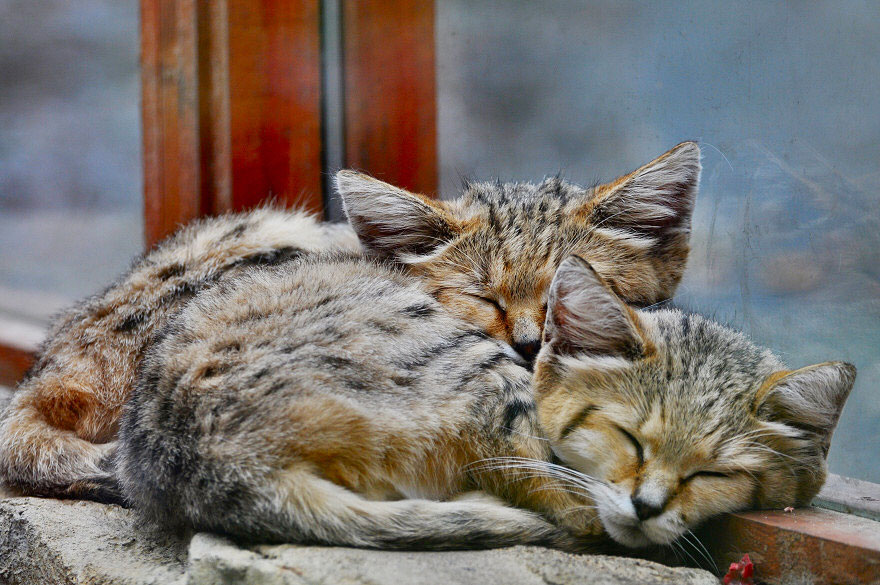 Preciosas fotos de gatos del desierto (1)