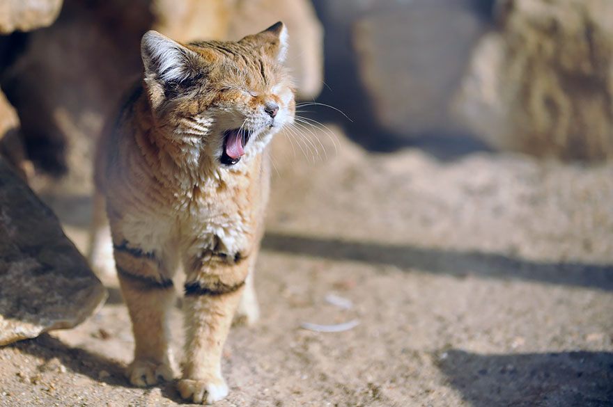Preciosas fotos de gatos del desierto (10)