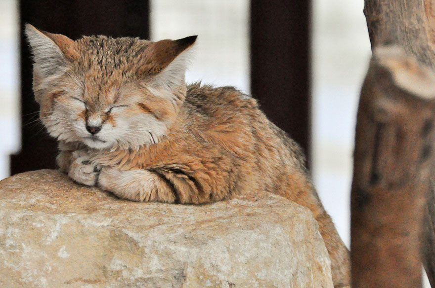 Preciosas fotos de gatos del desierto (11)