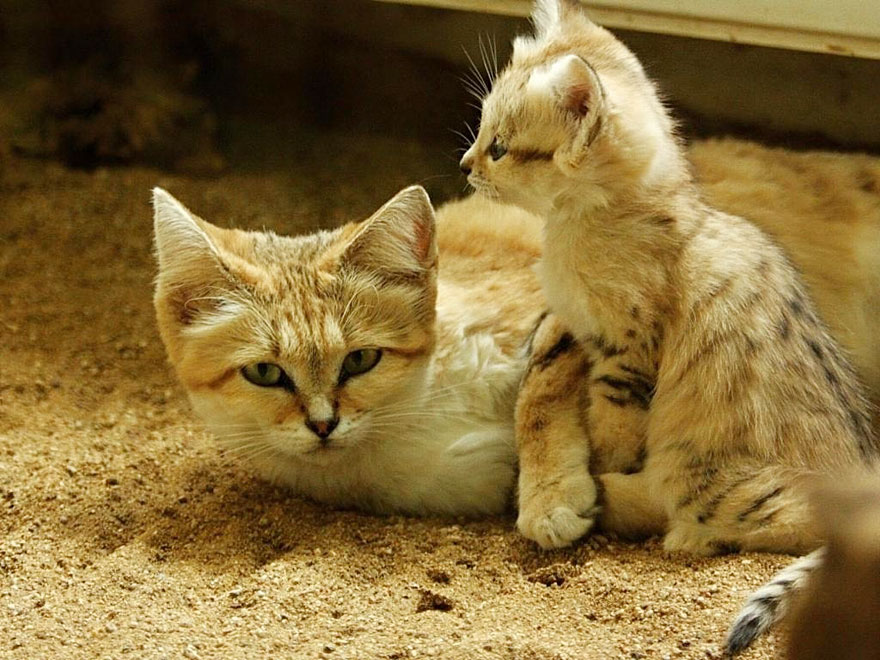 Preciosas fotos de gatos del desierto (2)
