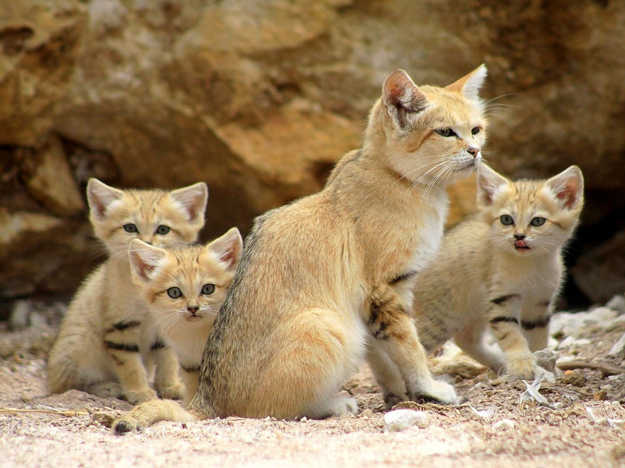 Preciosas fotos de gatos del desierto (3)