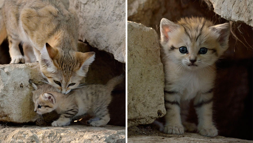 Preciosas fotos de gatos del desierto (4)