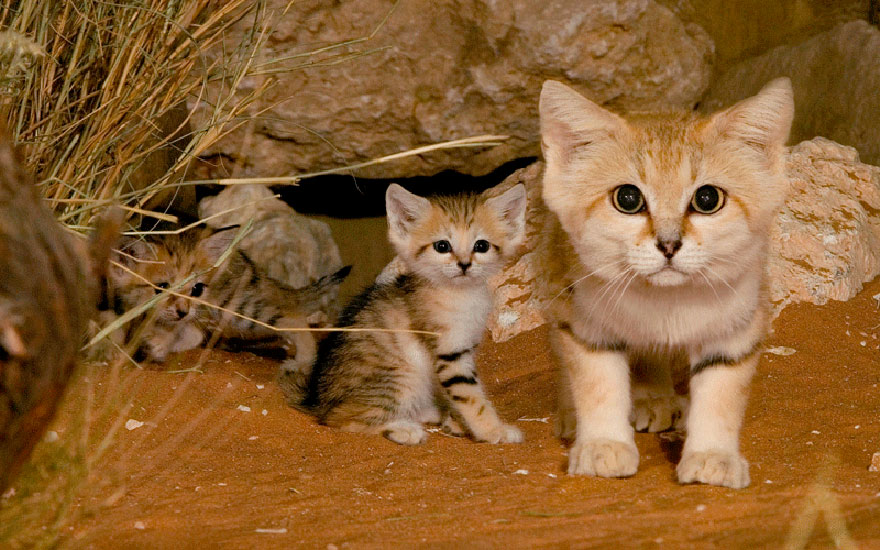 Preciosas fotos de gatos del desierto (5)