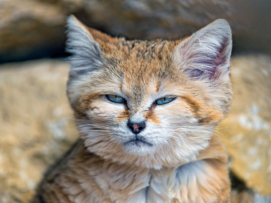 Preciosas fotos de gatos del desierto (6)