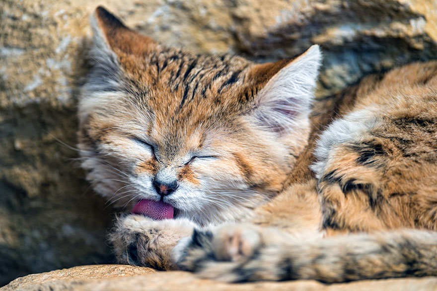 Preciosas fotos de gatos del desierto (7)