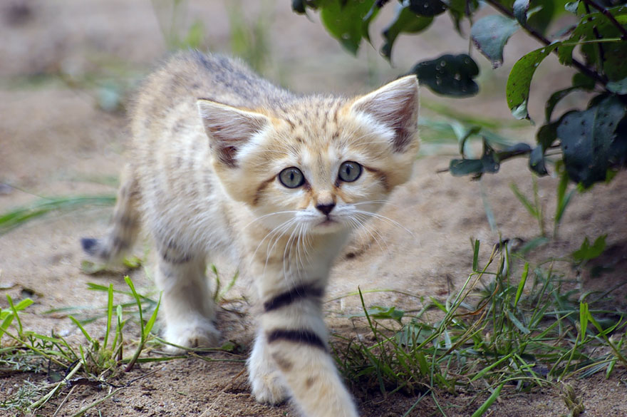 Preciosas fotos de gatos del desierto (9)