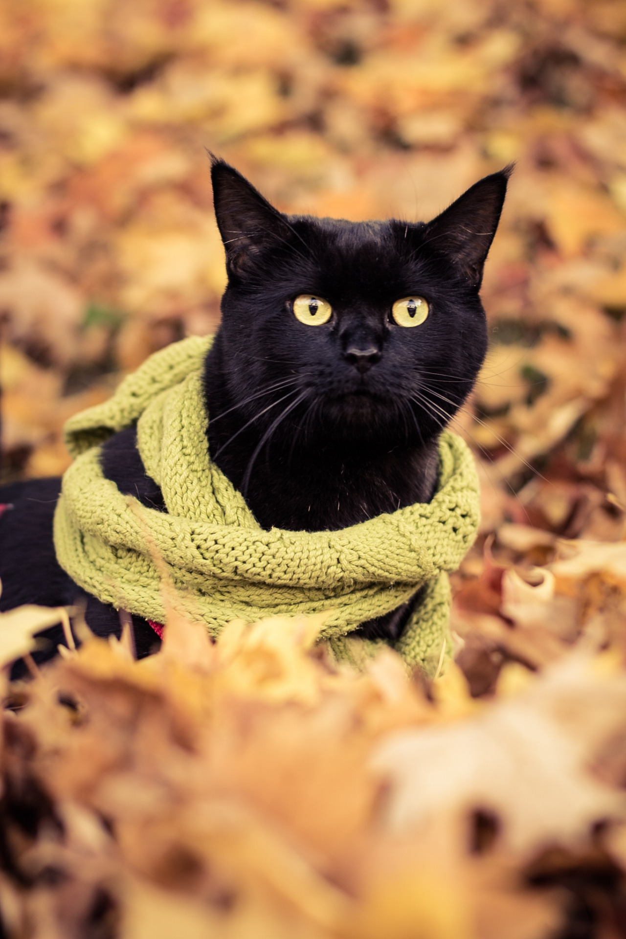 Preciosas fotos de gatos en otoño 1