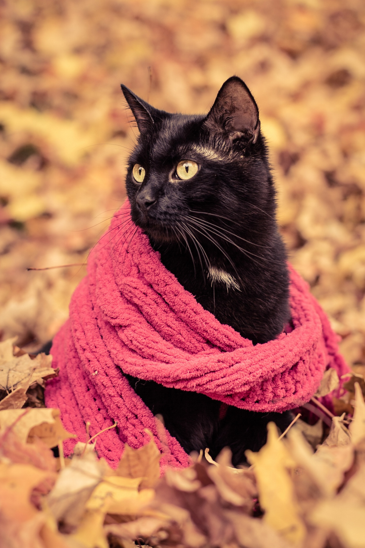 Preciosas fotos de gatos en otoño 10