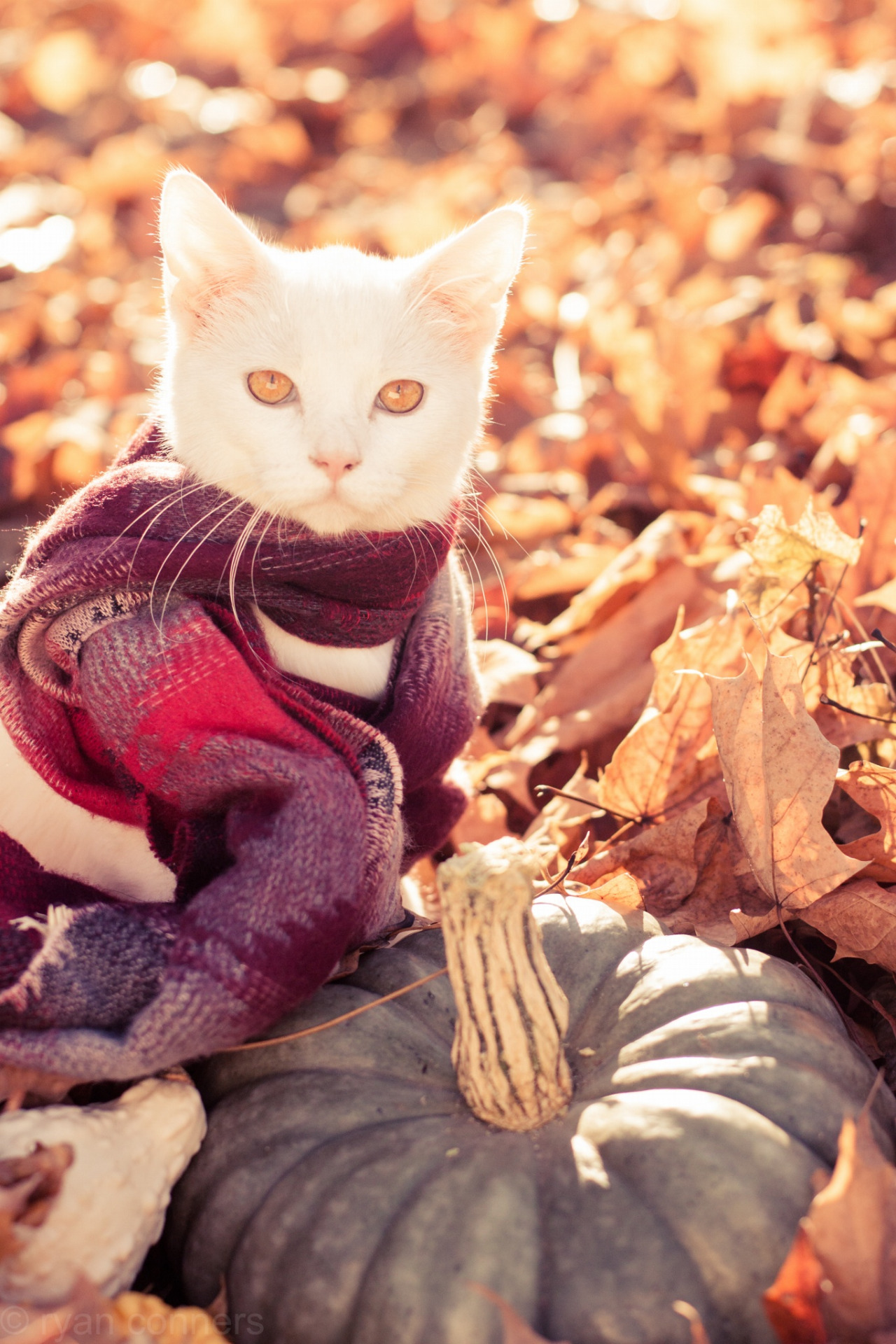 Preciosas fotos de gatos en otoño 2