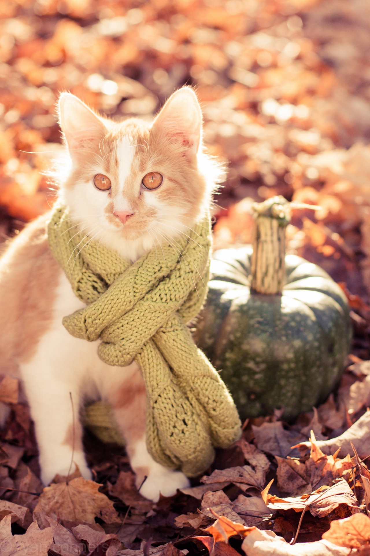 Preciosas fotos de gatos en otoño 3