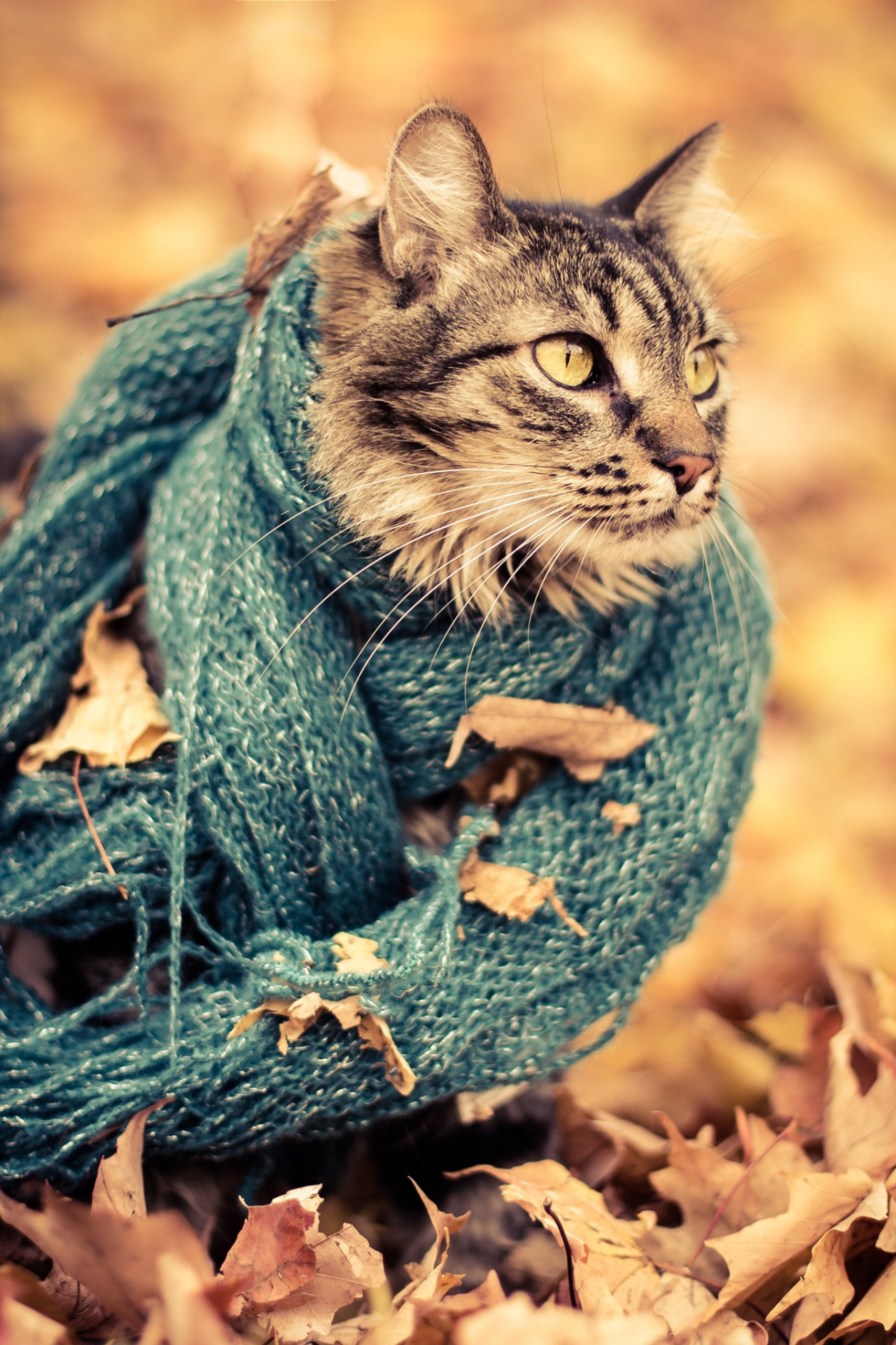 Preciosas fotos de gatos en otoño 4