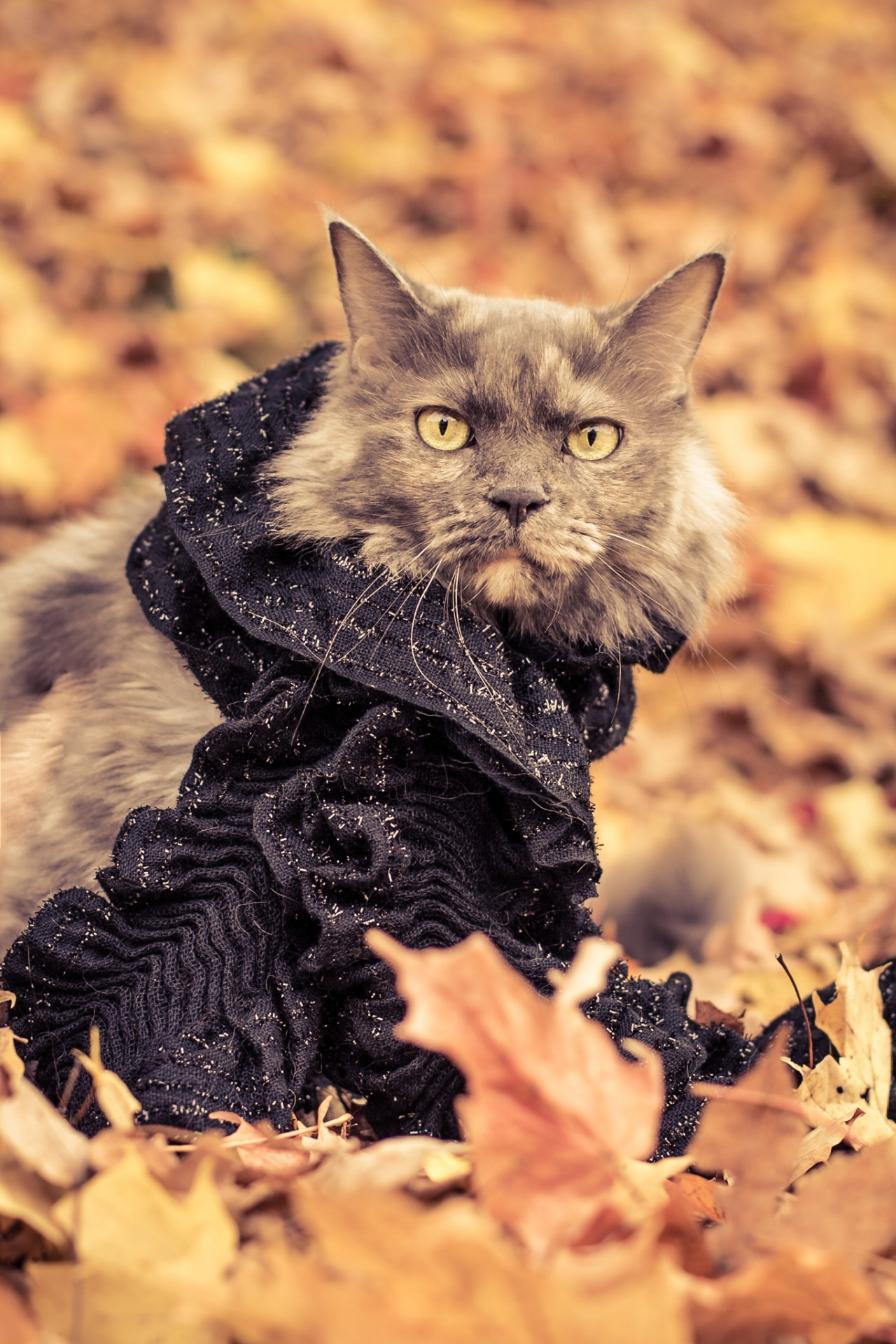 Preciosas fotos de gatos en otoño 5