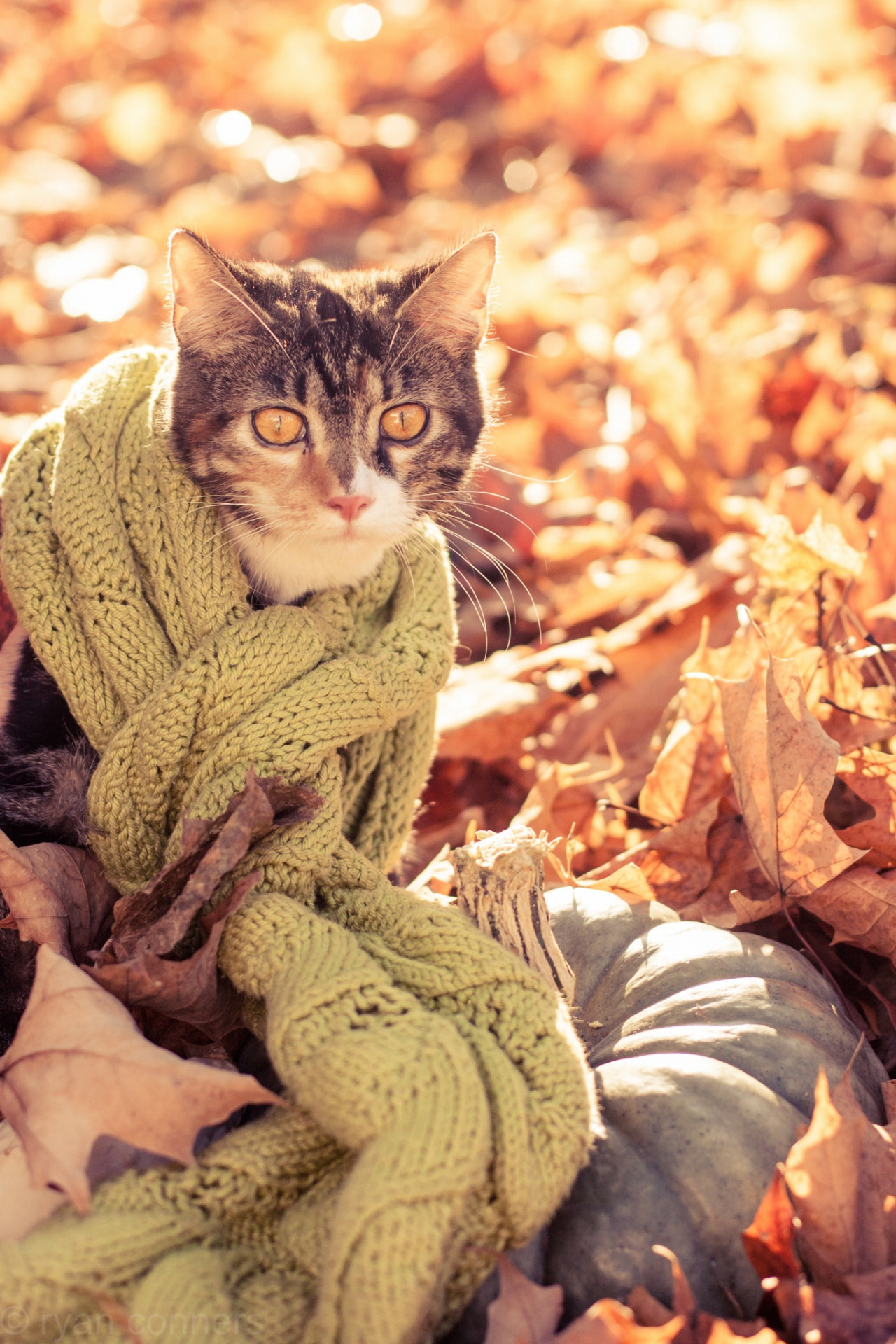 Preciosas fotos de gatos en otoño 6