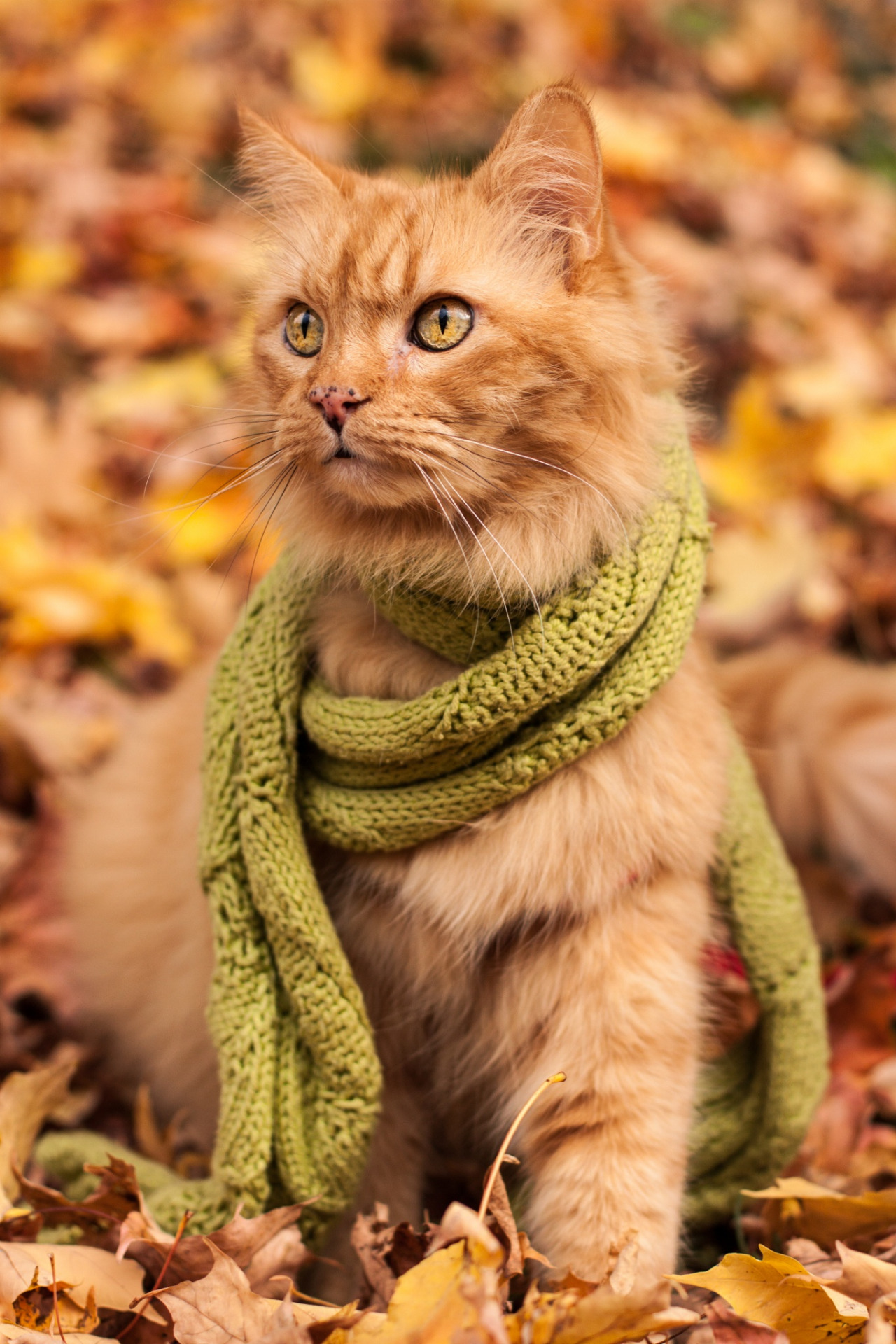 Preciosas fotos de gatos en otoño 8