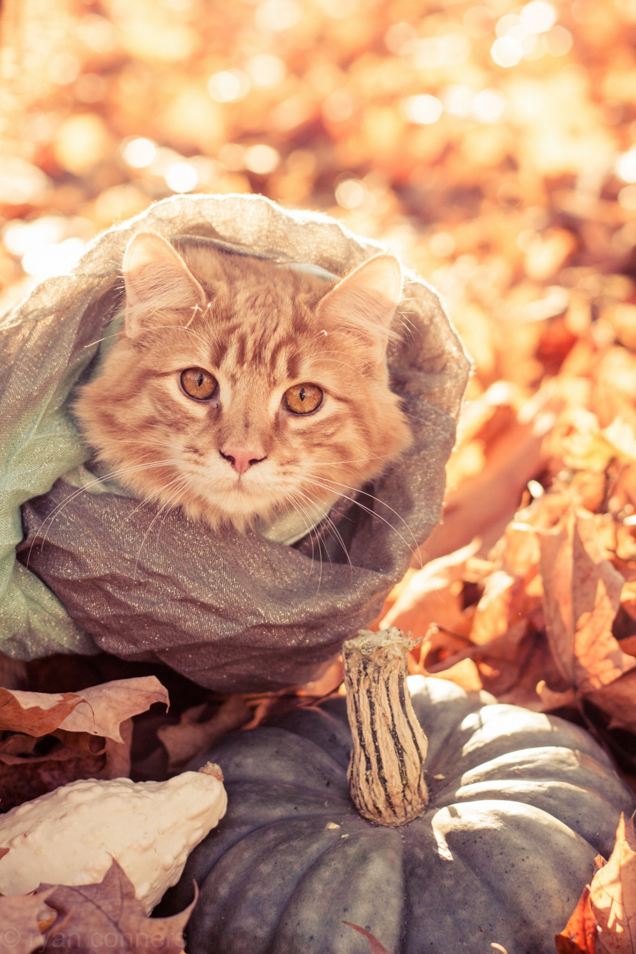 Preciosas fotos de gatos en otoño 9