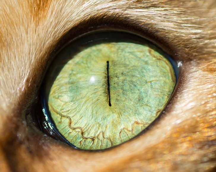 Preciosos ojos de gatos fotografiados de cerca (10)