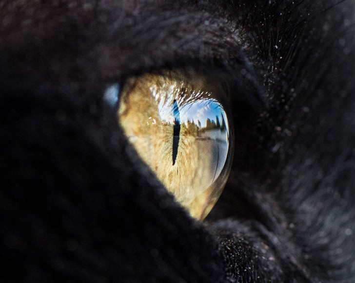 Preciosos ojos de gatos fotografiados de cerca (11)