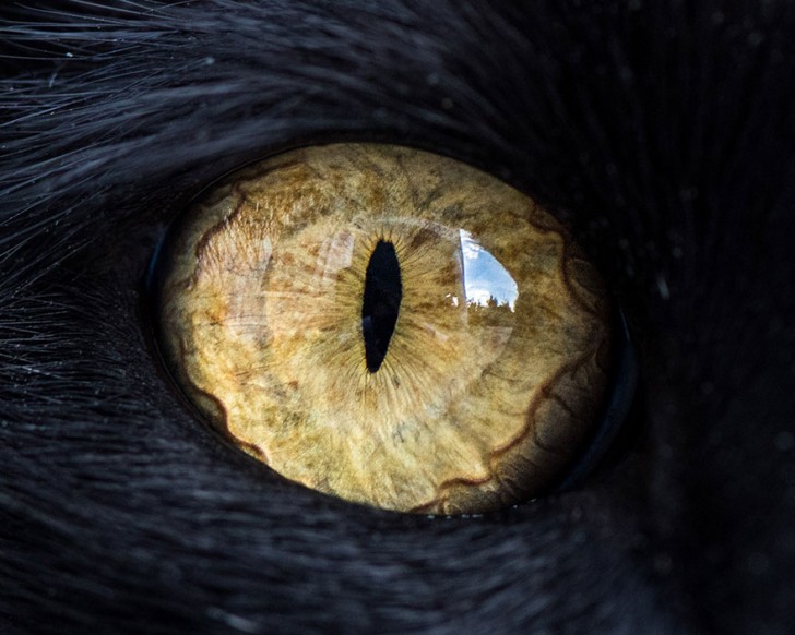 Preciosos ojos de gatos fotografiados de cerca (12)