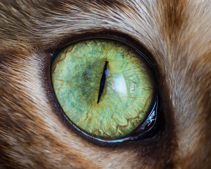 Preciosos ojos de gatos fotografiados de cerca (13)