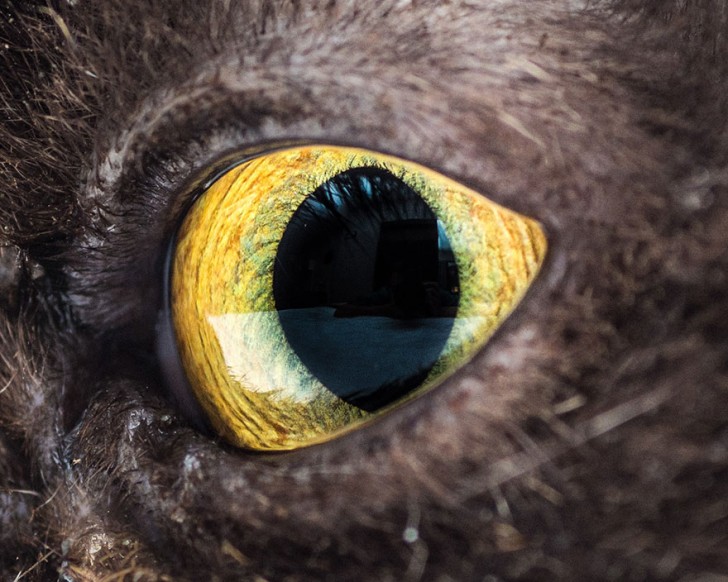 Preciosos ojos de gatos fotografiados de cerca (14)