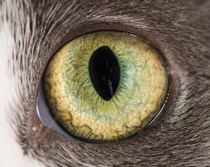 Preciosos ojos de gatos fotografiados de cerca (15)