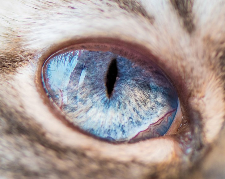 Preciosos ojos de gatos fotografiados de cerca (2)