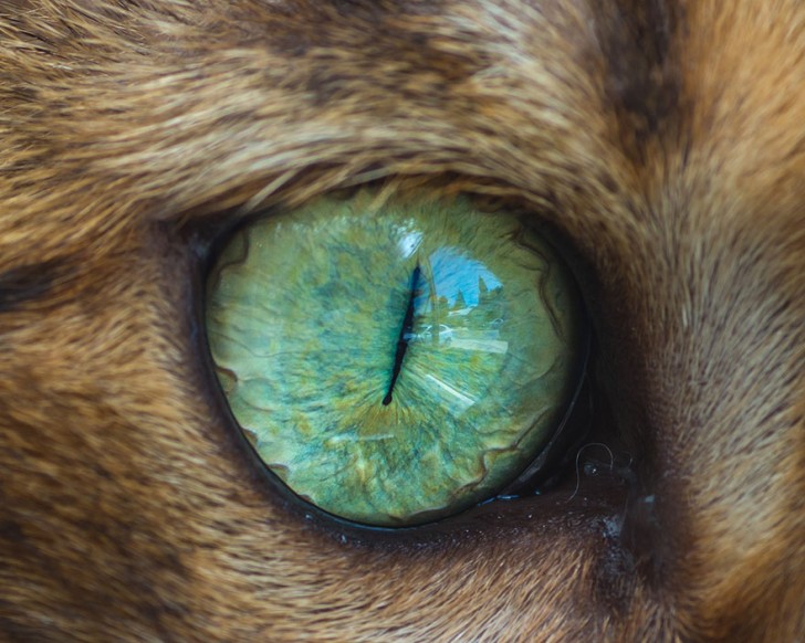 Preciosos ojos de gatos fotografiados de cerca (3)
