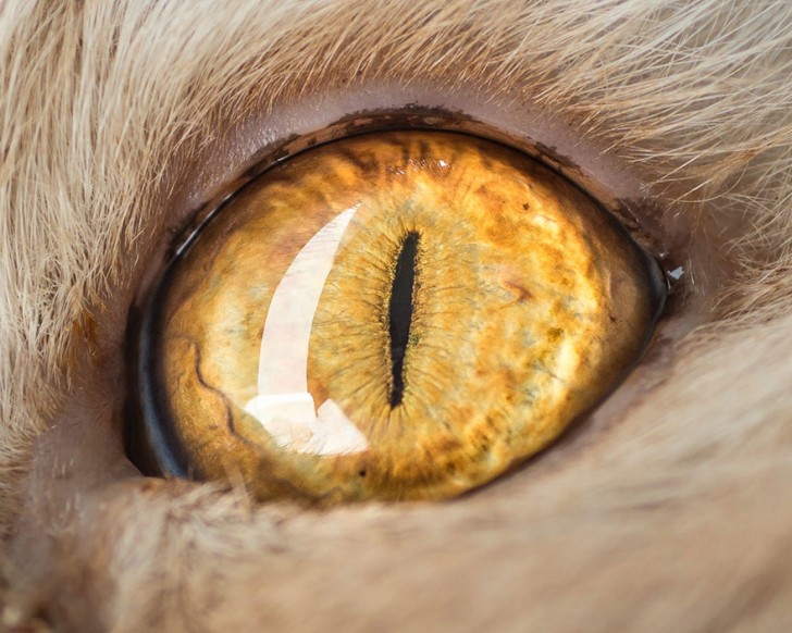 Preciosos ojos de gatos fotografiados de cerca (4)