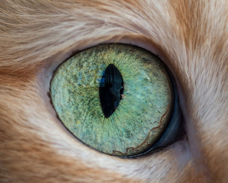 Preciosos ojos de gatos fotografiados de cerca (5)