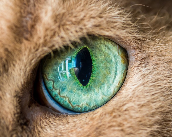 Preciosos ojos de gatos fotografiados de cerca (6)