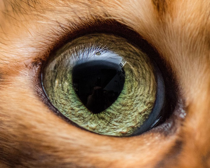 Preciosos ojos de gatos fotografiados de cerca (8)
