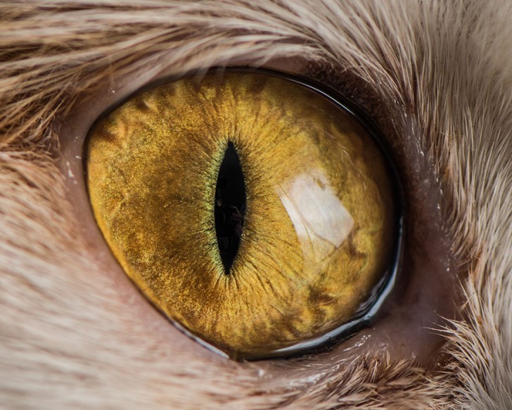 Preciosos ojos de gatos fotografiados de cerca (9)