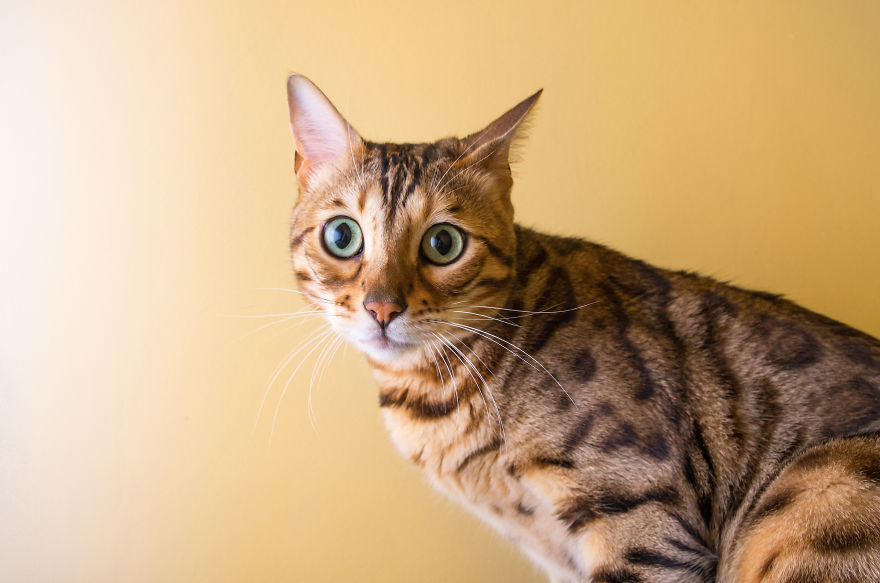 Recopilacion de fotos de gatos (10)