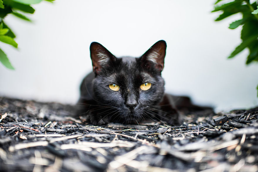 Recopilacion de fotos de gatos (12)