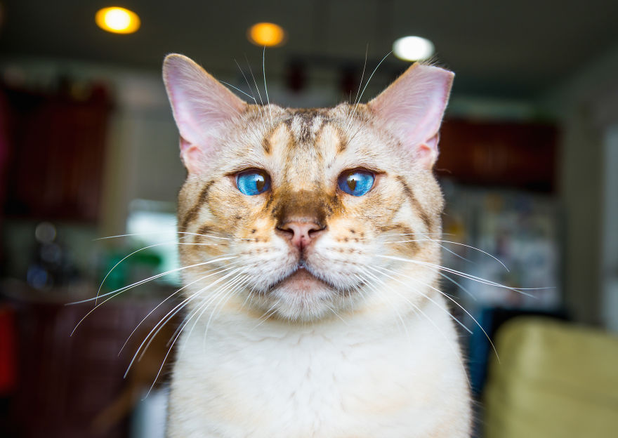 Recopilacion de fotos de gatos (13)