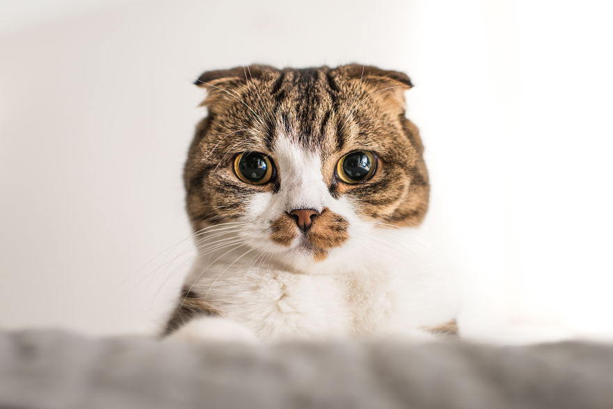 Recopilacion de fotos de gatos (15)