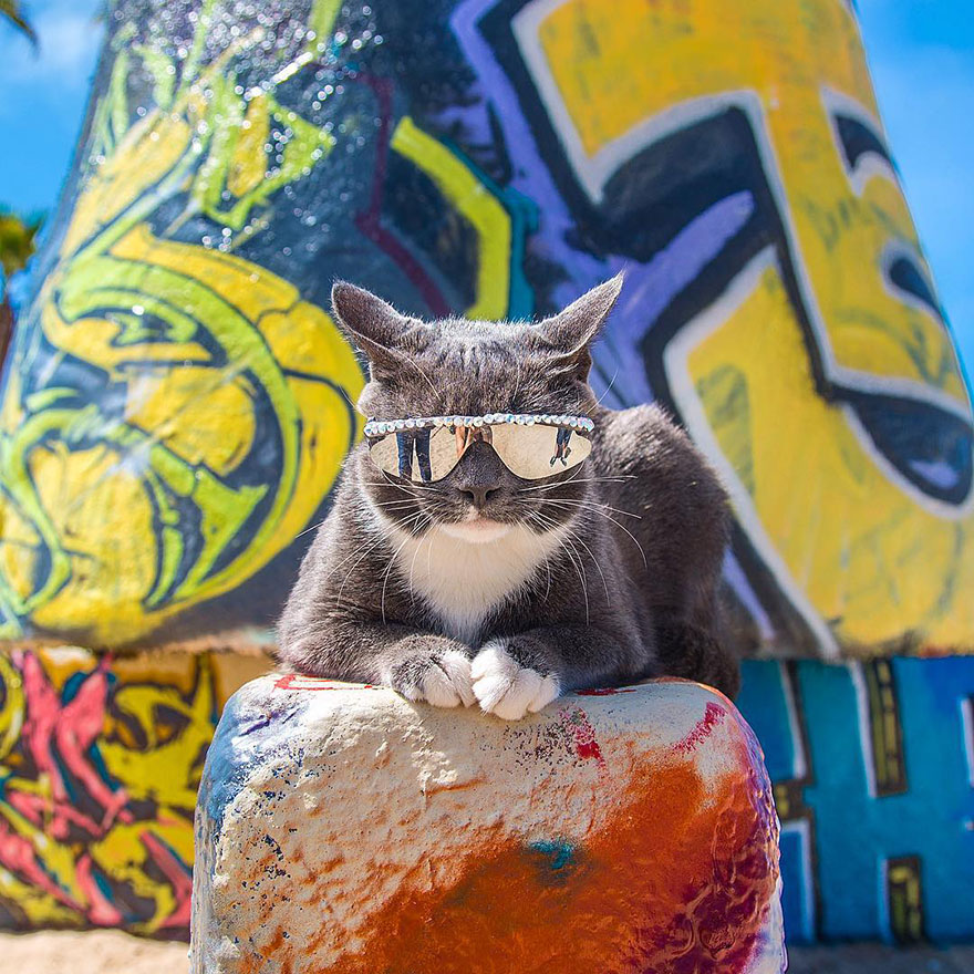 Recopilacion de fotos de gatos (3)