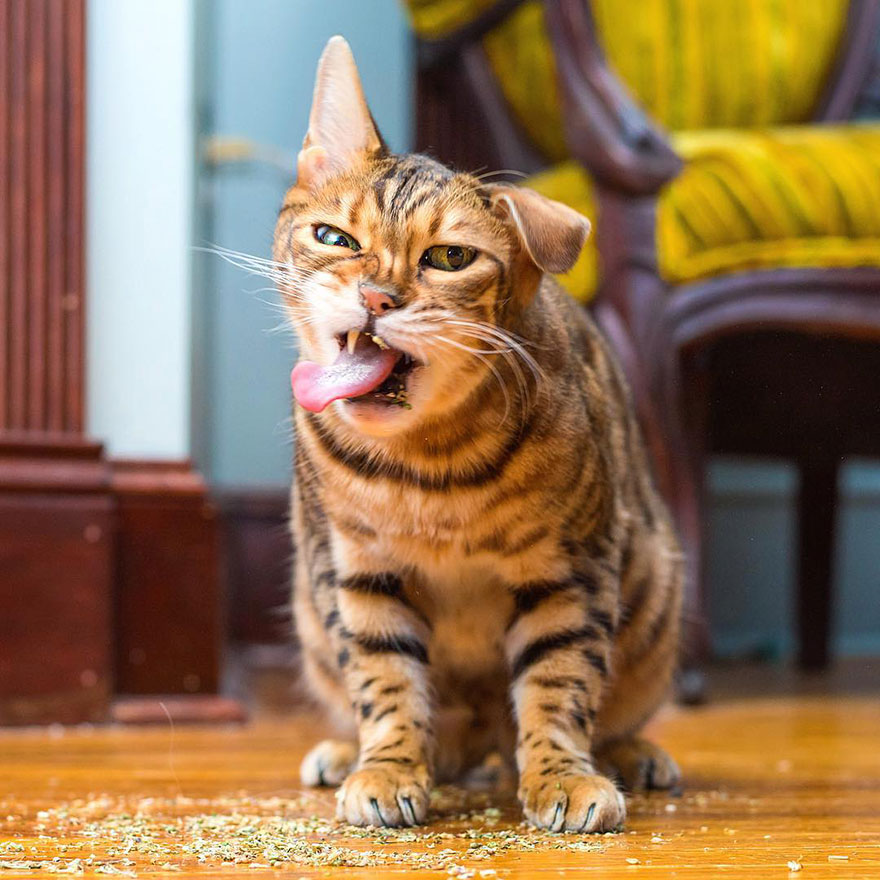 Recopilacion de fotos de gatos (4)