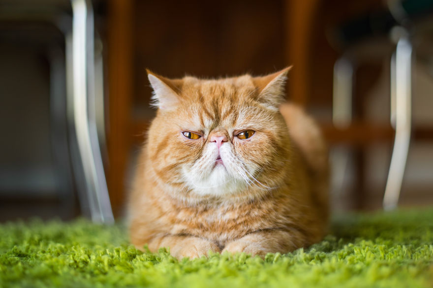 Recopilacion de fotos de gatos (7)