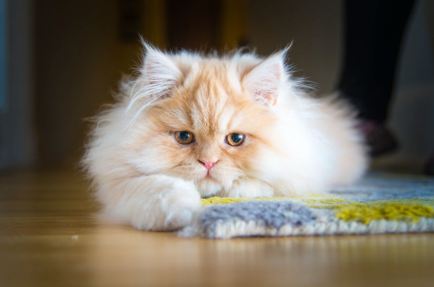 Recopilacion de fotos de gatos (8)