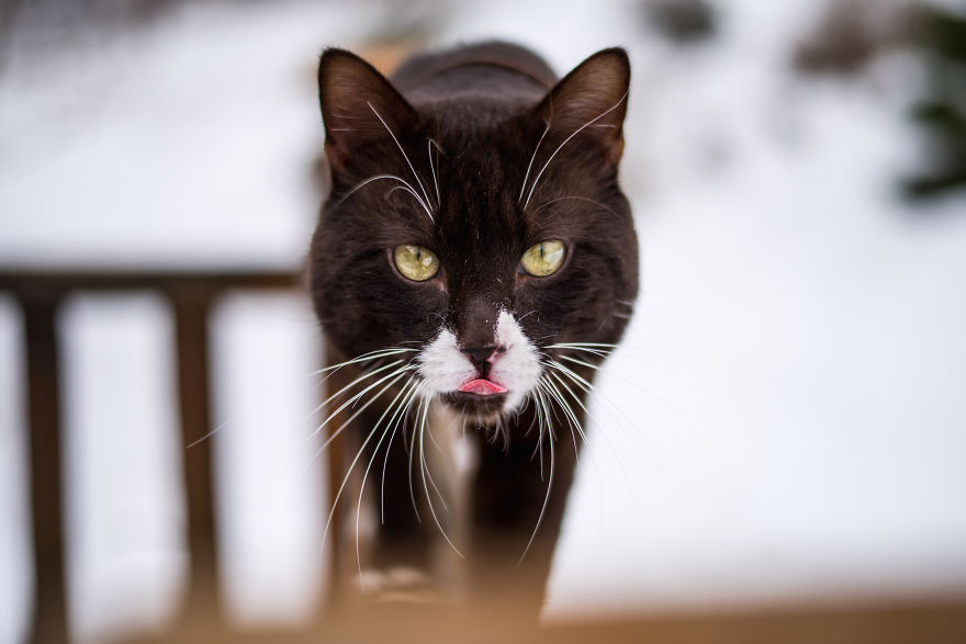 Recopilacion de fotos de gatos (9)