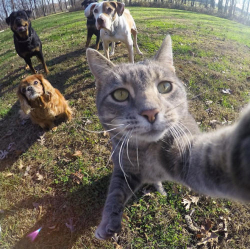 Selfies gatunos este gato nos demuestra que si se hacen (3)