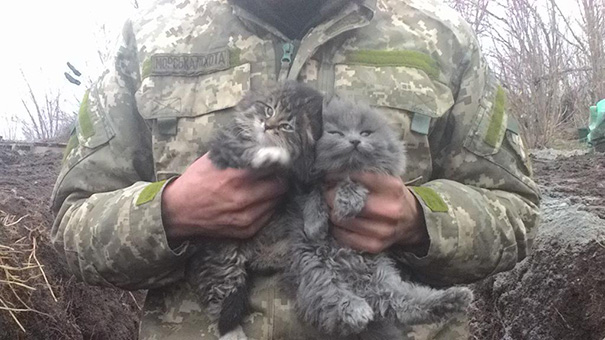 Soldados en guerra y gatos 10
