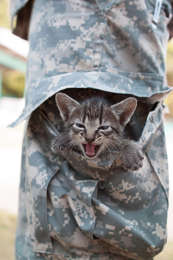 Soldados en guerra y gatos 13