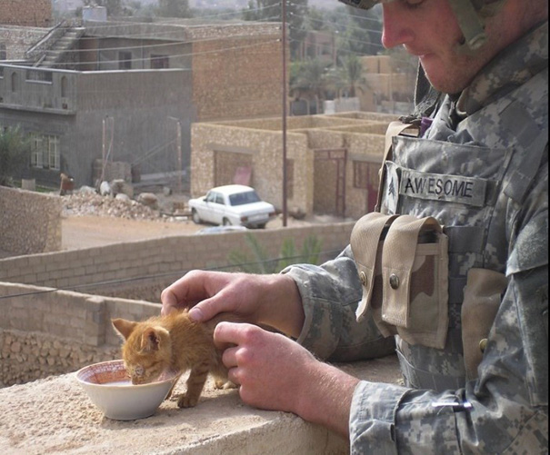 Soldados en guerra y gatos 2