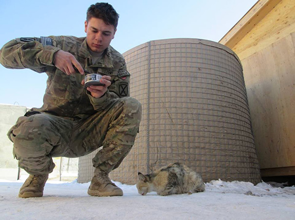 Soldados en guerra y gatos 5