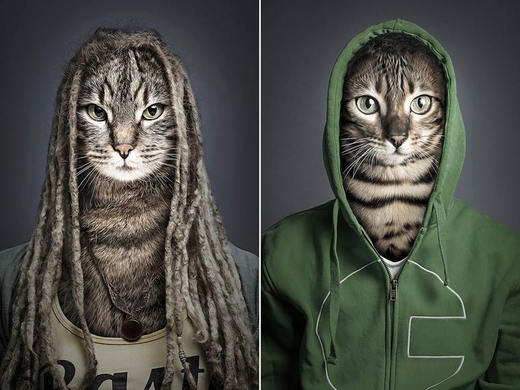 Un fotografo personaliza a los gatos como a sus duenos (4)