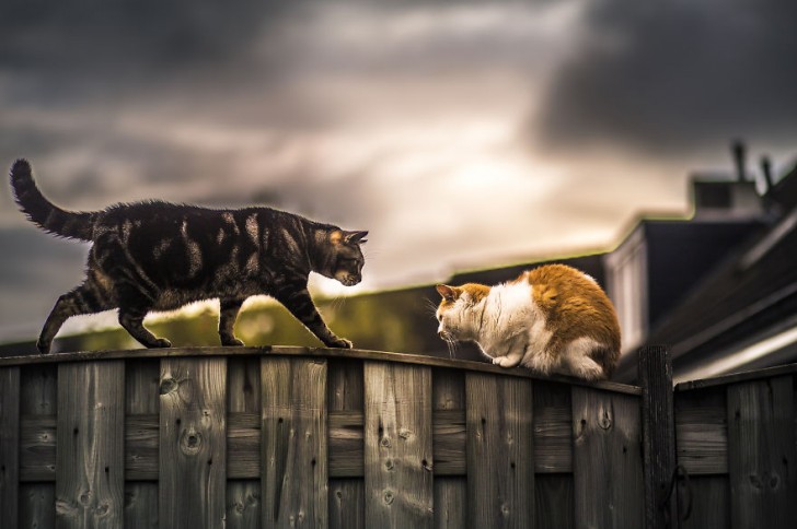 Una pareja de gatos muy fotogenica (1)