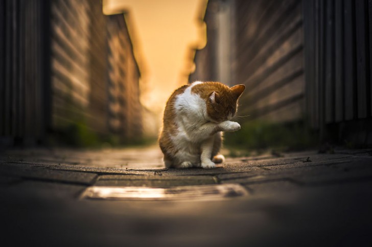 Una pareja de gatos muy fotogenica (2)