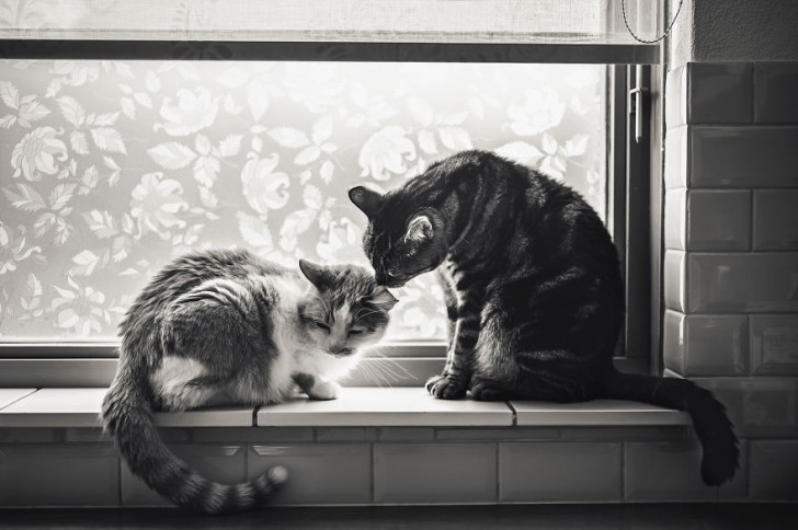 Una pareja de gatos muy fotogenica (4)